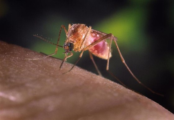 A Culex quinquefasciatus mosquito on a human finger.