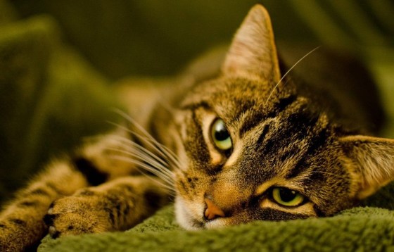 Xiaohwa the cat bolted at JFK Terminal 4 on October 18.