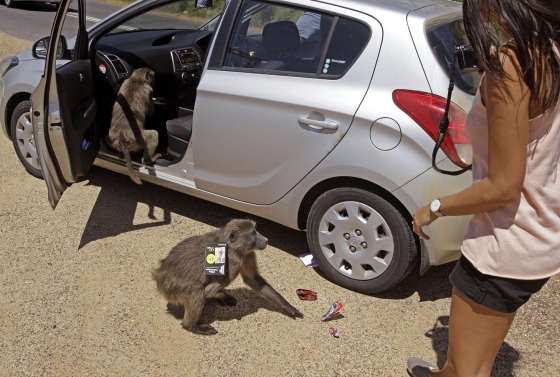 Baboons raid a car belonging to tourists Alexandre Casias, partially seen in background, and Emilie Vachon, right, from Montreal in Canada at Millers Point on the outskirts of Cape Town, South Africa, Oct. 24.