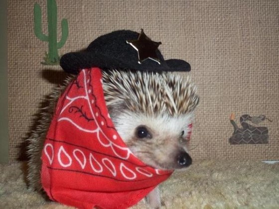 Sheriff Dixie