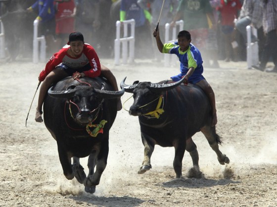 Buffalo riders race in Chonburi Province, south of Bangkok, Thailand, Oct. 29, 2012. The races are an annual celebration by farmers of the rice harvest.