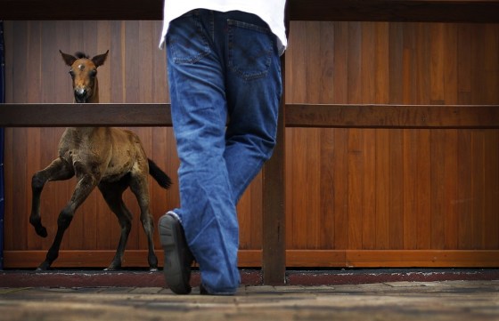 A potential bidder views a foal at the Magic Millions sales complex on Australia's Gold Coast during an auction of Broodmares from Patinack Farm, the horse racing stud owned by mining magnate Nathan Tinkler, on October 30, 2012.