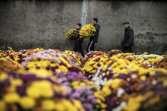 Youths carry pots of chrysanthemums into a cemetery in the French city of Lyon on October 31, 2012, the eve of All Saints' Day. In France, people place chrysanthemums on graves to mark All Saints' Day on November 1.