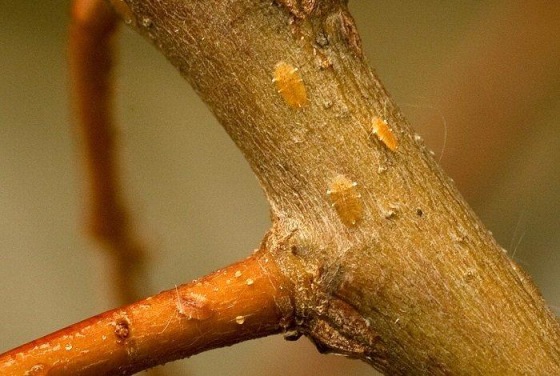 Tree Insects Damage Tree-killing insects thriving in warmer cities