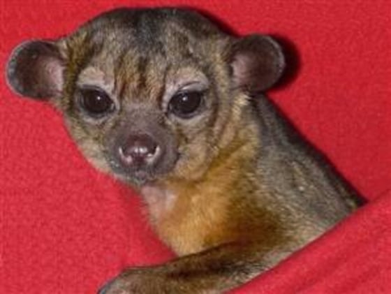 Mynah the kinkajou sits in a fleece sleep sack.