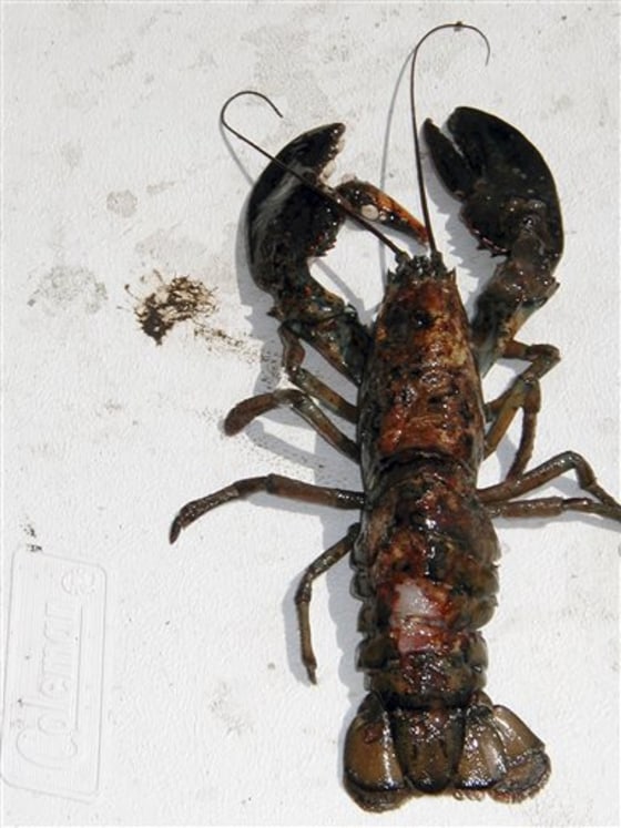 Maine lobsters plagued by shell-eating bacteria