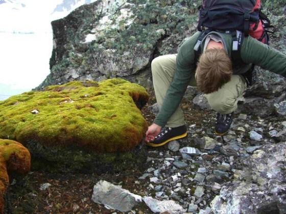 Moss