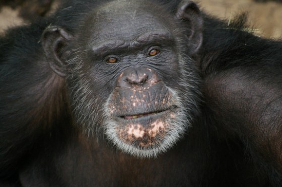 This chimp has the painting contest licked: He paints with his tongue