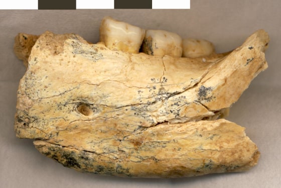 An ancient hominin jawbone unearthed in a Serbian cave may be more than half a million years old.