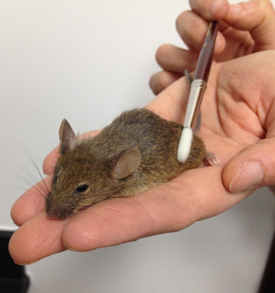 Scientists have discovered neurons that specifically respond to a gentle stroking touch.