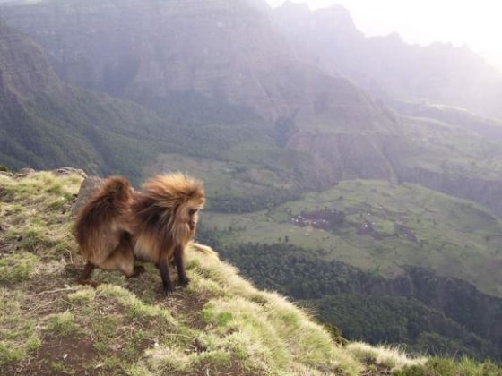 A relaxed gelada male stares down over the cliff edge as one of his many females grooms him. Down below, over a hundred gelada monkeys are slowly making their way to the top of the plateau in Ethiopia's Simien Mountains National Park