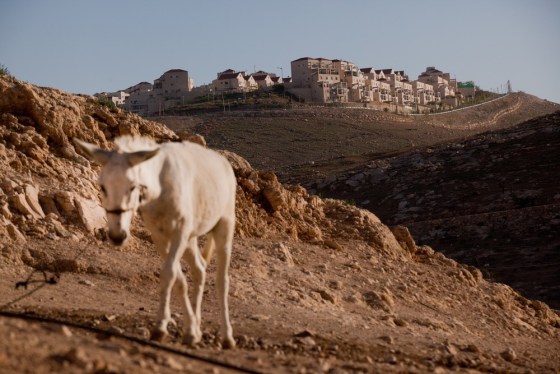 A donkey roams at a Bedouin camp in the E1 area at the Israeli settlement of Maale Adumimin in the West Bank.