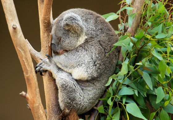 A koala takes an afternoon nap in a tree at the San Diego Zoo, California September 23, 2011.