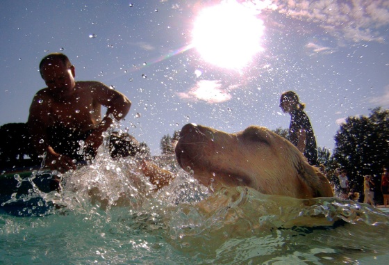 Raz, a yellow lab, swims in the pool at the Lawrence Aquatic Center during the Pooch Plunge in Lawrence, Kan., Monday, Aug. 22.