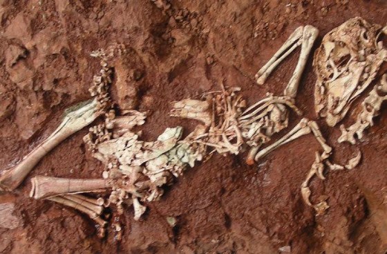 A fossil of the newly found Yulong mini dinosaur,