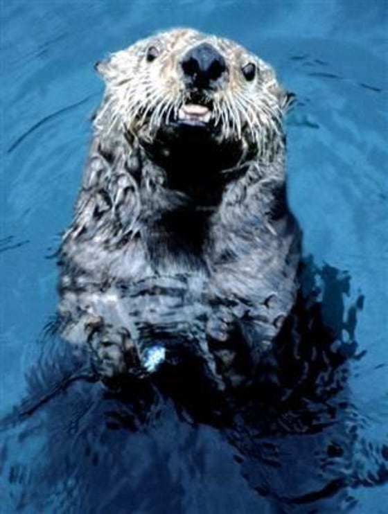 This Alaska sea otter from the waters off of the Aleutian Island of Adak looks healthy enough. Its brethren in England aren't faring so well.