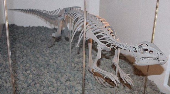 A hypsilophodon skeletal cast at the Melbourne Museum. Ancient crocociles noshed on young hypsilophodon dinosaurs, researchers have found.