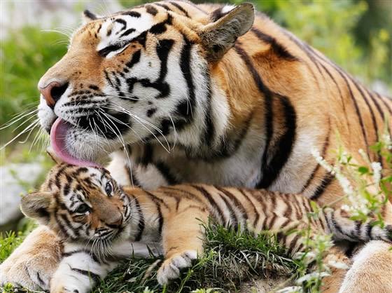 25 of this week's awesome, adorable animal photos