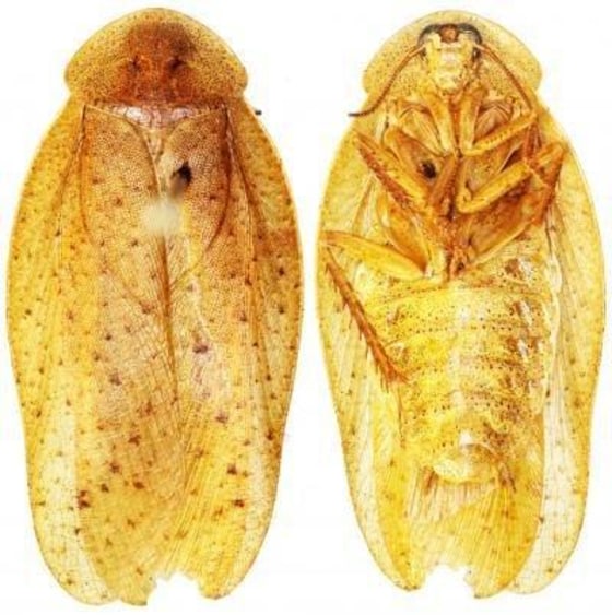 This image shows the back and front of Pseudophoraspis recurvata, one of the newly described species.