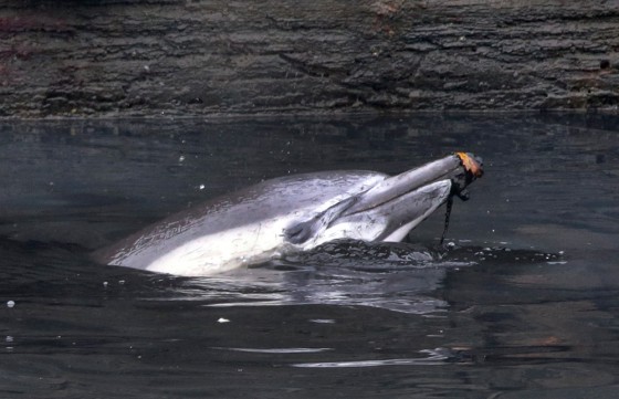 An injured dolphin surfaces in the Gowanus Canal in the Brooklyn borough of New York, on Jan. 25.