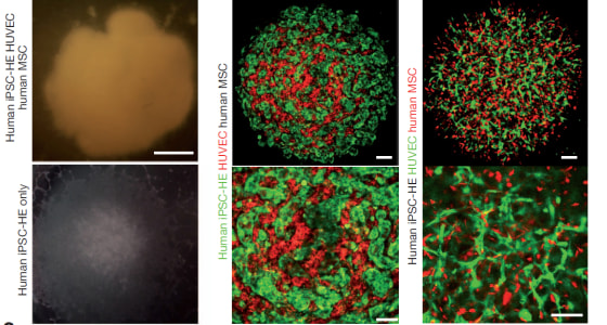 Japanese researchers have generated functioning human liver “buds” using a type of stem cell called an iPS cells.