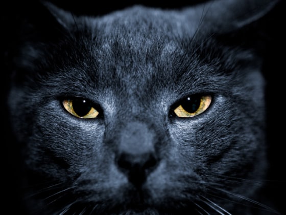 beautiful portrait of a mean looking cat