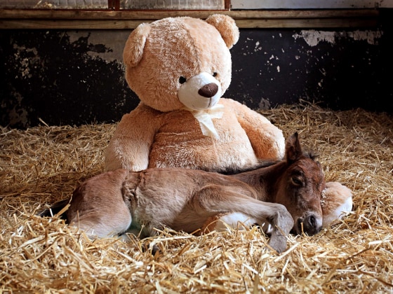 Image: orphaned foal named Breeze snuggles up with a teddy bear