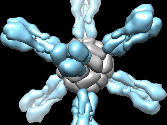 A new flu vaccine is made out of self-assembling nanoparticles. This images shows what the particle looks like - to the immune system, it looks like a flu virus.