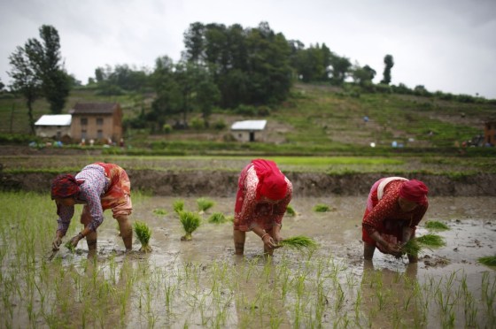 In this file photo, Nepalese farmers plant rice saplings in the rice paddy field in Khokana, Lalitpur. Rice is considered the main staple for Nepalese.