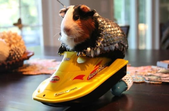 Guinea pig fans go extreme 22 000 outfit pignics