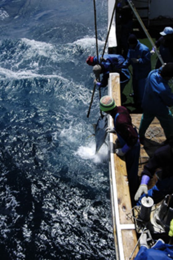 A double-weight branch line for use in the long line fishing industry won a $30,000 prize from WWF for reducing bycatch of seabirds by nearly 90 percent.