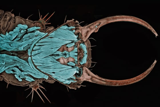 A green lacewing larva gets its close-up in this photo by Igor Siwanowicz, first-place winner in the 2011 Nikon Small World contest. Click on the image to see this year's top 20 pictures.