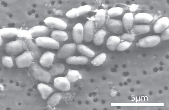 A photomicrograph shows GFAJ-1 bacteria that were coaxed to grow in an arsenic-rich medium.