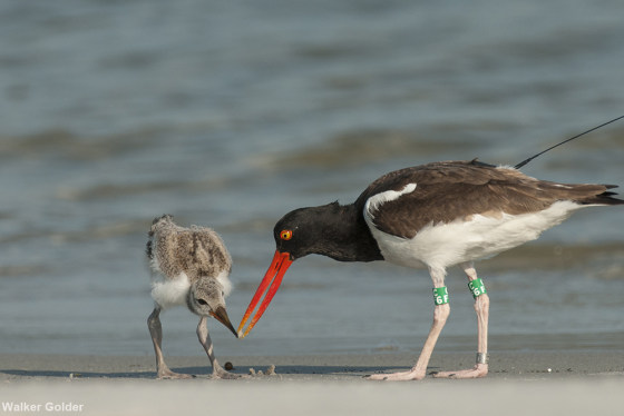 Image: Oystercatcher