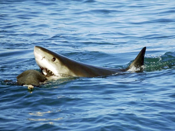 A great white shark investigates a fake seal decoy used by U.C. Davis researchers in the Pacific Ocean near San Francisco.