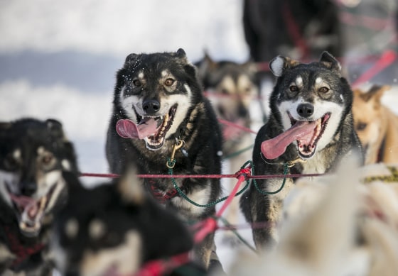 Gerald Sousa's team charges down the trail at the start of the Iditarod in Willow, Alaska, on March 3.