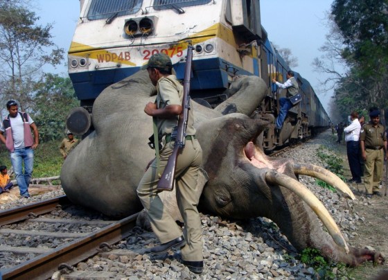 An Indian forestry worker walks past the body of a tusker elephant after it was struck by a Guwahati-bound Somporkkranti Express train inside the Buxa Tiger Reserve, some 12 km from Alipurduar, West Bengal, India, on March 5, 2013.