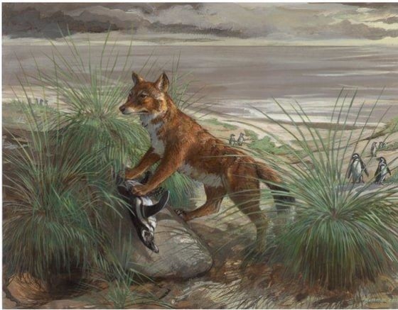 A Falkland Islands wolf with a freshly caught Magellanic penguin.