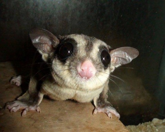 The sugar glider (Petaurus breviceps) behaves and looks much like a flying squirrel, but is a marsupial.