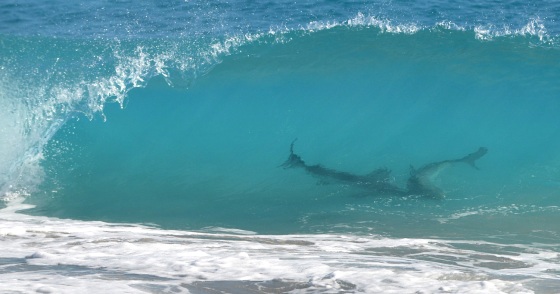 A pod of spinner sharks is seen through a wave at Midtown Beach on Thursday.