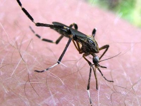 An adult gallinipper feeding on human blood.