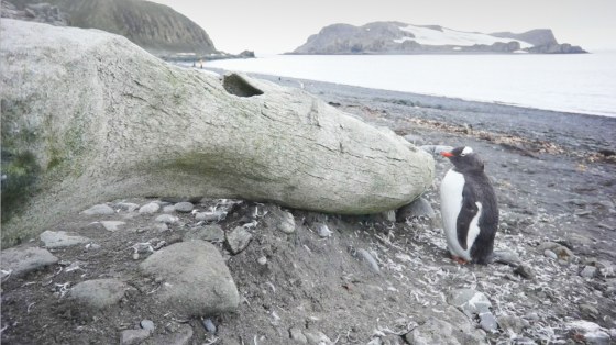 A penguin takes shelter from the wind behind a whalebone
