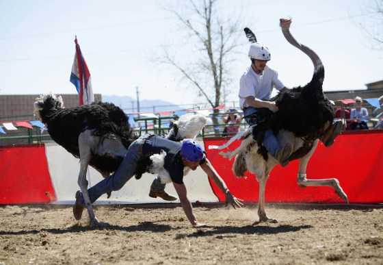 Dustin Murley falls off his ostrich as Jessey Sisson looks on during the ostrich race at the annual Ostrich Festival in Chandler, Ariz.