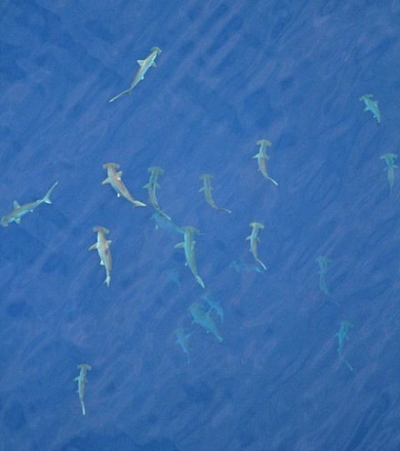 On Aug. 22, 2012, fish spotter Wayne Davis found this school of 20 scalloped hammerhead sharks above Oceanographer's Canyon, 100 miles southeast of Nantucket, Mass.
