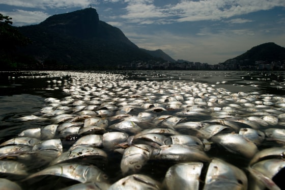 Tons of dead fish float on the waters of the Rodrigo de Freitas lagoon, beside the Corcovado mountain in Rio de Janeiro, Brazil on March 13, 2013.
