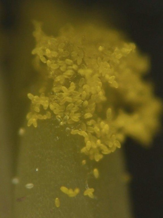 Pollen grains stick to the stigma, the female organ of a plant.