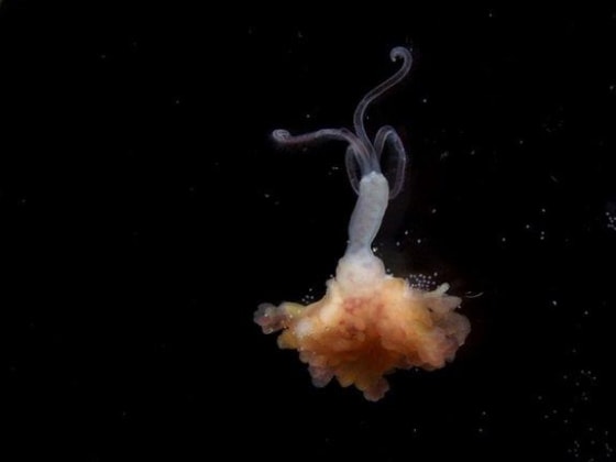 An adult female zombie worm exposed from a bone.