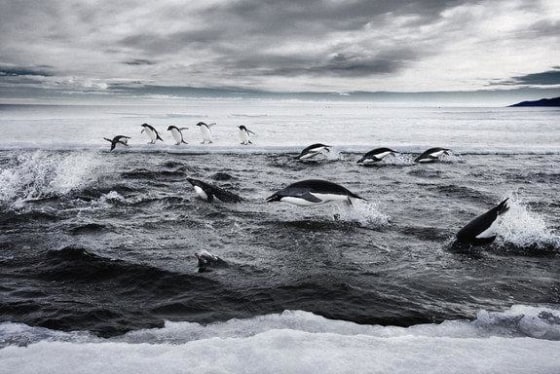 Adelie penguins rest and swim in Antarctica's Ross Sea, which is teeming with all sorts of wildlife.