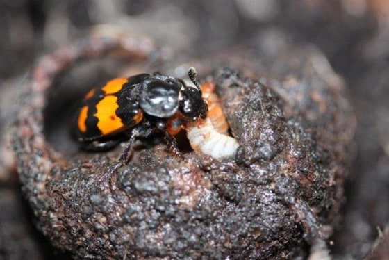 In the animal kingdom, cuckolded males will care for the offspring of interlopers unless female infidelity is common and caring carries a high cost, as with burying beetles.