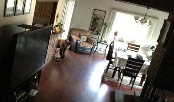 A bear broke into a house in Monrovia, Calif., on Wednesday, while Jason Lee was at home.